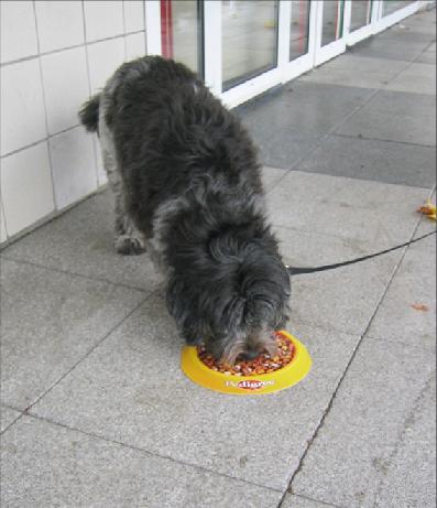 Dogs love Pedigree Food - Aroma Stickers