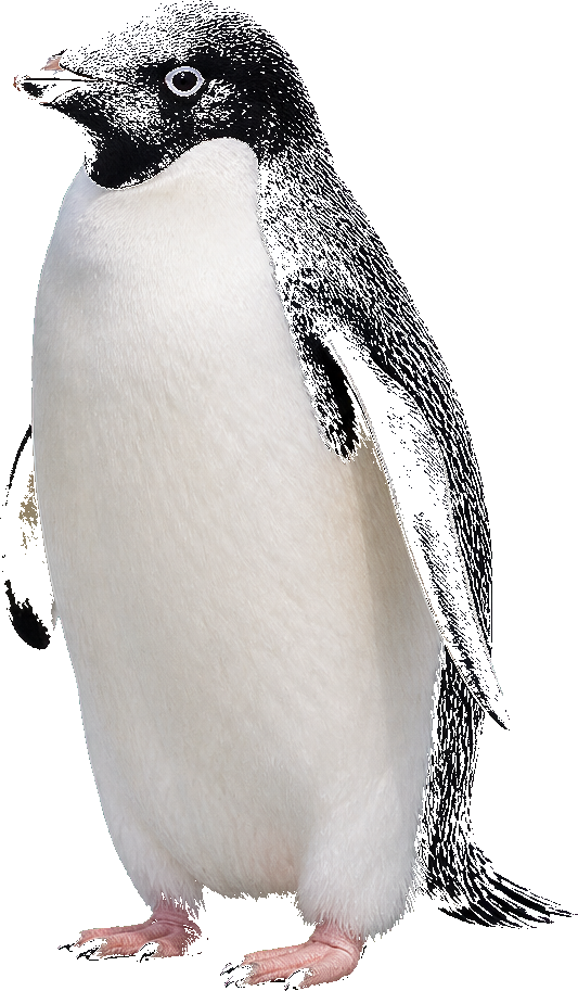 An Adélie penguin