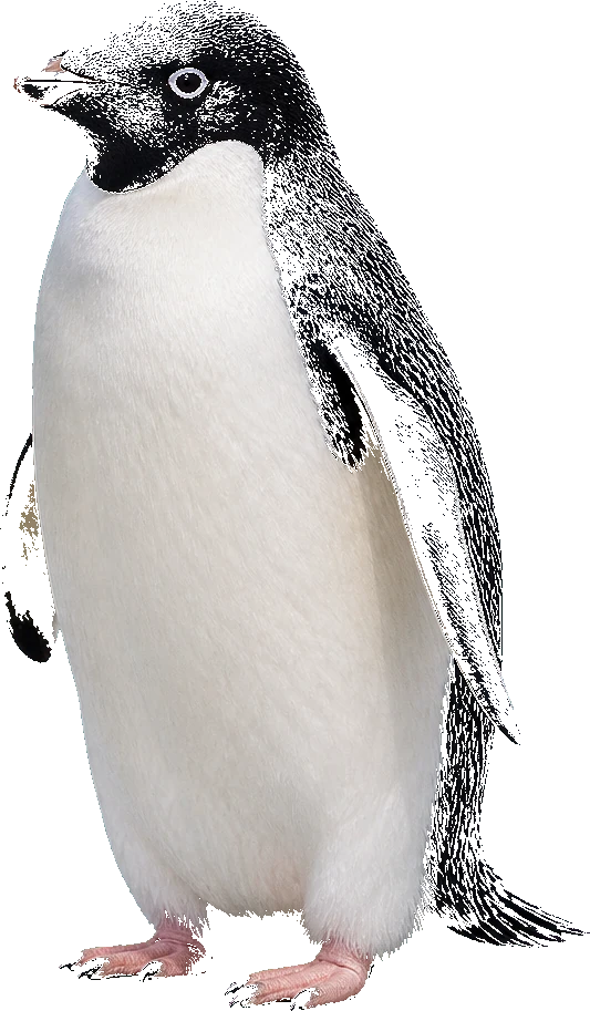 An Adélie penguin